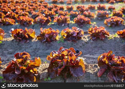 Red oak leaf letucce field in a row in Mediterranean area