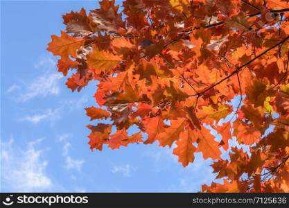 Red oak leaves against the blue sky and and clouds on sunny autumn day