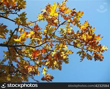 Red oak leaves on the tree branch