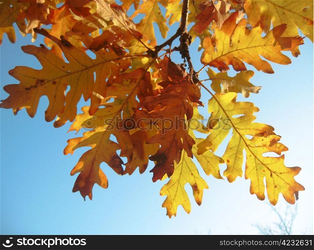 Red oak leaves on the tree branch