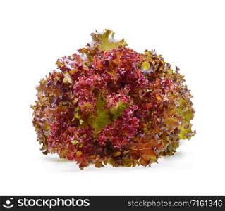 Red oak lettuce on white background.