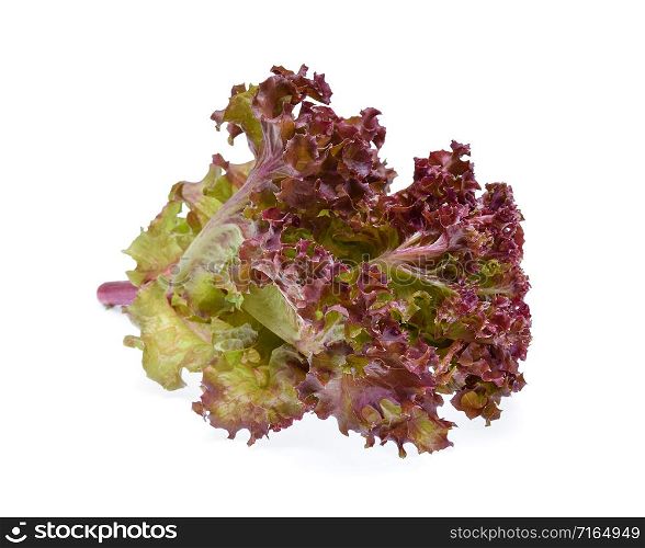 Red oak lettuce with water drops on white background.
