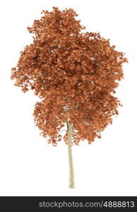 red oak tree isolated on white background. 3d illustration