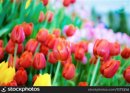 Red of tulip with colorful in the winter.