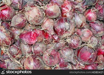 Red onions have just dug out of the earth as background