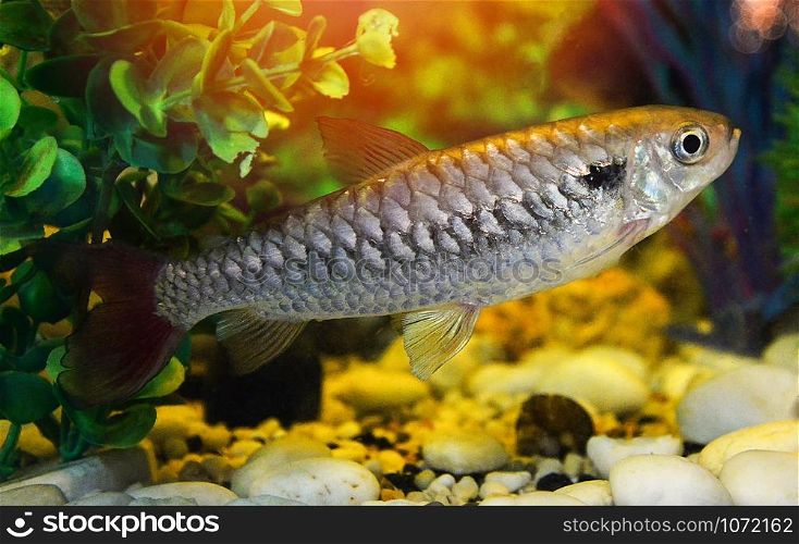 Red or Pink tail fish tales / rare fish in minnow family