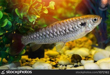 Red or Pink tail fish tales / rare fish in minnow family