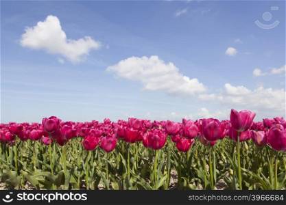 red or pink tulips in flower field with blue sky and clouds in the dutch noordoostpolder