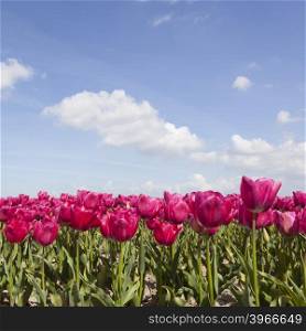 red or pink tulips in flower field with blue sky in the dutch noordoostpolder