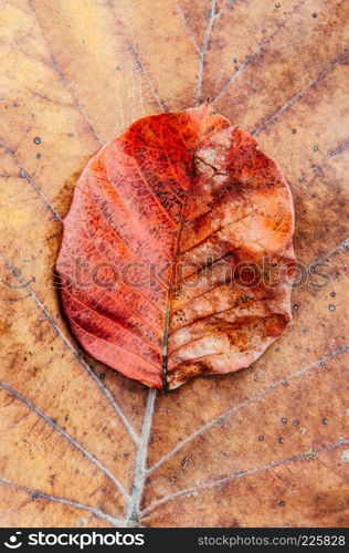 Red orange autumn foliage, red leaf with grungy texture, stems of leaf