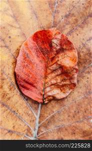 Red orange autumn foliage, red leaf with grungy texture, stems of leaf