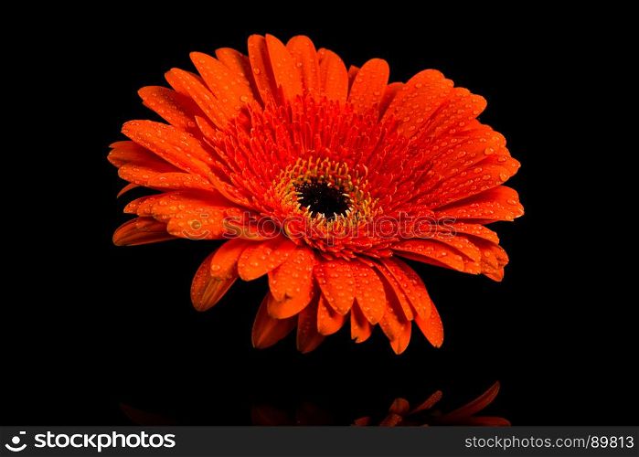 Red orange Gerbera flower blossom with water drops - close up shot photo details spring time