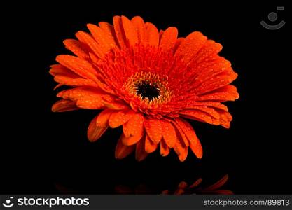 Red orange Gerbera flower blossom with water drops - close up shot photo details spring time
