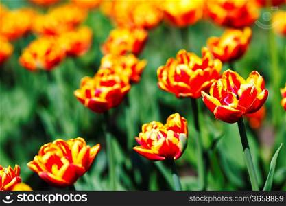 Red Orange Yellow Tulip flowers close-up