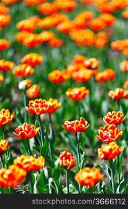Red Orange Yellow Tulip flowers close-up