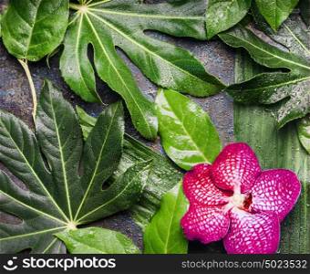Red Orchid flowers and wet tropical leaves with water drop arrangement , nature background, top view