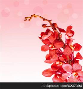 Red orchid flowers border on pink blurry background, romantic gift, greeting card, spring nature, spa concept&#xA;