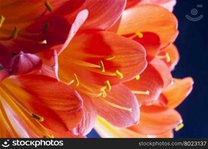 Red orchids in a bunch, horizontal image