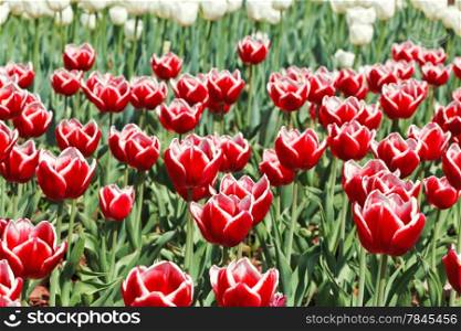 red ornamental tulips on flower field close up