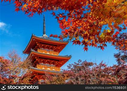 Red pagoda and maple tree in autumn, Kyoto in Japan.