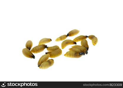 Red palm weevil larvae on white background