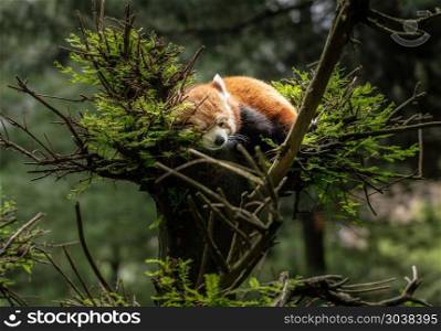 Red Panda asleep in tree. Cute red panda dozing in the branches at the top of a tree in Central Park. Red Panda asleep in tree