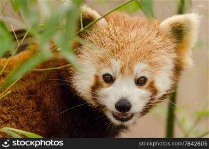 Red Panda, close up of face with bamboo background