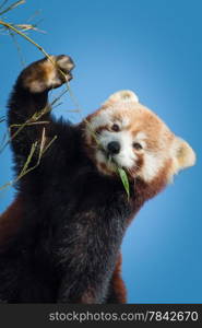 Red Panda eating bamboo, against blue sky