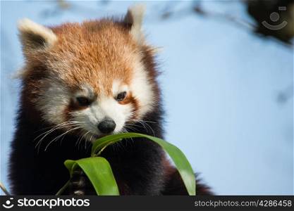 Red Panda, eating bamboo leaves