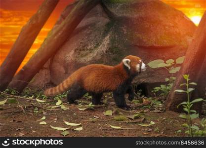 Red panda walks in the forest in China. Red panda