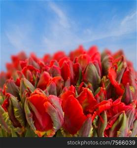 red parrot tulips in garden close up