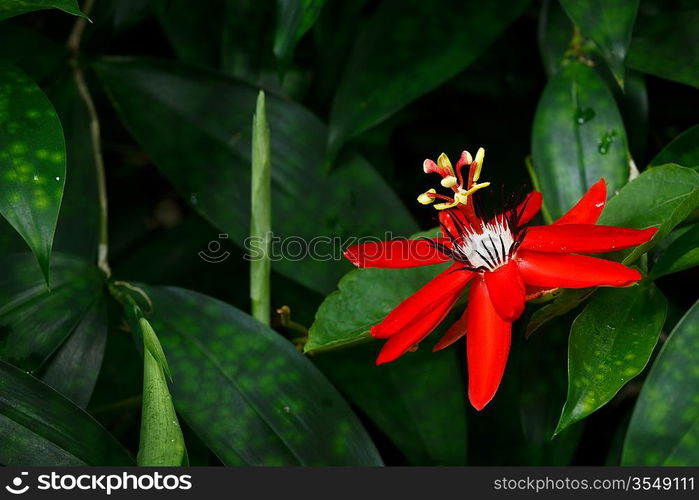 Red Passion Flower - Passiflora miniata Vanderplank