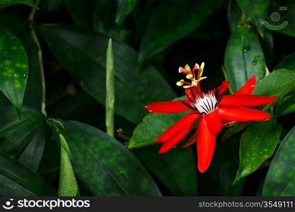 Red Passion Flower - Passiflora miniata Vanderplank