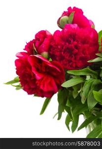 red peonies. bouquet of fresh red peonies close up isolated on white background