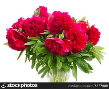 red peonies. bouquet of fresh red peonies isolated on white background