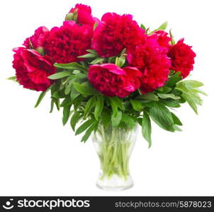 red peonies. bouquet of fresh red peony flowers in vase isolated on white background