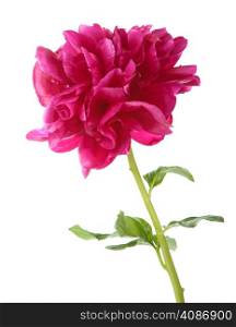 red peony flower isolated