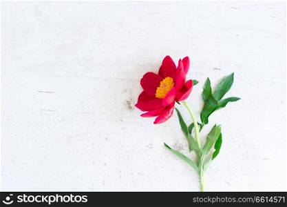 red peony flower on white wooden background. Fresh peony flowers