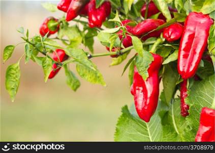 Red pepper in gardening .