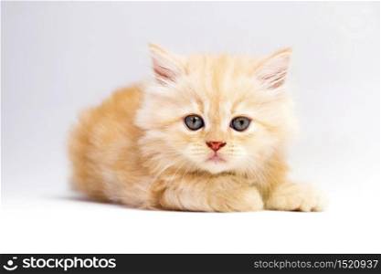 red persian kitten on a white background