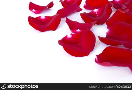 red petals isolated on a white background