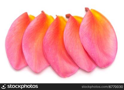 red petals isolated on white background