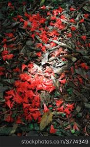 Red petals on the dry leaves in the garden
