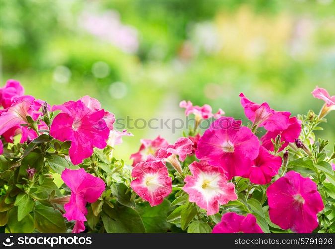 red petunia flowers in a garden