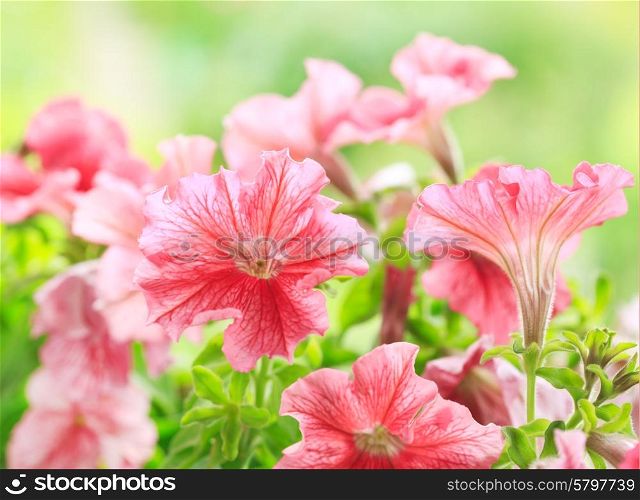 red petunia flowers in a garden