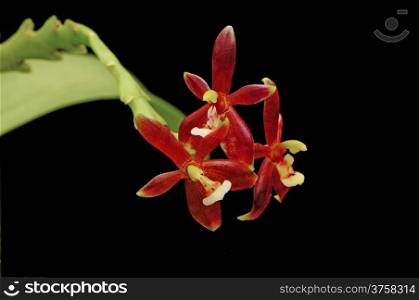 Red Phalaenopsis, Phalaenopsis cornu-cevi