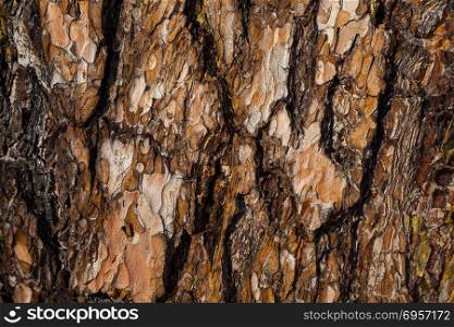 Red pine bark background. Red pine bark texture. Tree bark background.