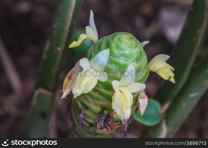 Red pine cone ginger in the gardens (Zingiber zerumbet)