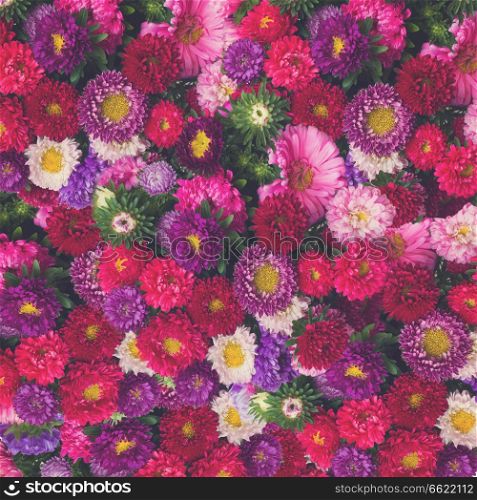 red, pink and violet aster flowers background, retro toned. aster flowers background