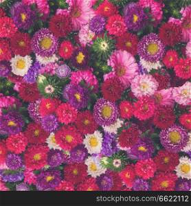 red, pink and violet aster flowers background, retro toned. aster flowers background